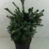 Epicea De Serbie - Picea Omorika Wodan -Promesse de fleurs Magasin Picea omorika Wodan 703002 1