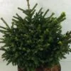 Picea Orientalis Barnes - Sapinette D'Orient 1 Picea Orientalis Barnes - Sapinette D'Orient -Promesse de fleurs Magasin Picea orientalis Barnes 704002 1