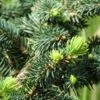 Epicea Bleu - Picea Pungens Sonia 2 Epicea Bleu - Picea Pungens Sonia -Promesse de fleurs Magasin Picea pungens Sonia C 715002 1