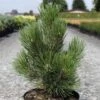 Pin De Bosnie - Pinus Heldreichii Malinkii 2 Pin De Bosnie - Pinus Heldreichii Malinkii -Promesse de fleurs Magasin Pin Pinus heldreichii Malinkii IF 1007842 1