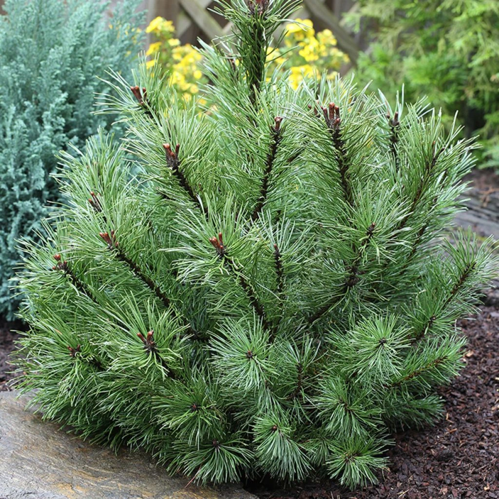 Pin à Crochets Ou Pin De Briançon - Pinus Uncinata 3 Pin à Crochets Ou Pin De Briançon - Pinus Uncinata