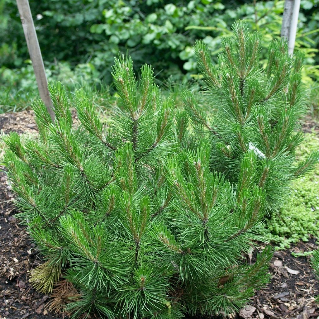 Pin De Bosnie - Pinus Heldreichii (leucodermis) Compact Gem 3 Pin De Bosnie - Pinus Heldreichii (leucodermis) Compact Gem