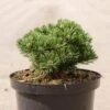 Pin De Montagne - Pinus Mugo Sherwood Compact -Promesse de fleurs Magasin Pin de montagne Pinus mugo Sherwood Compact IF 1007912 1