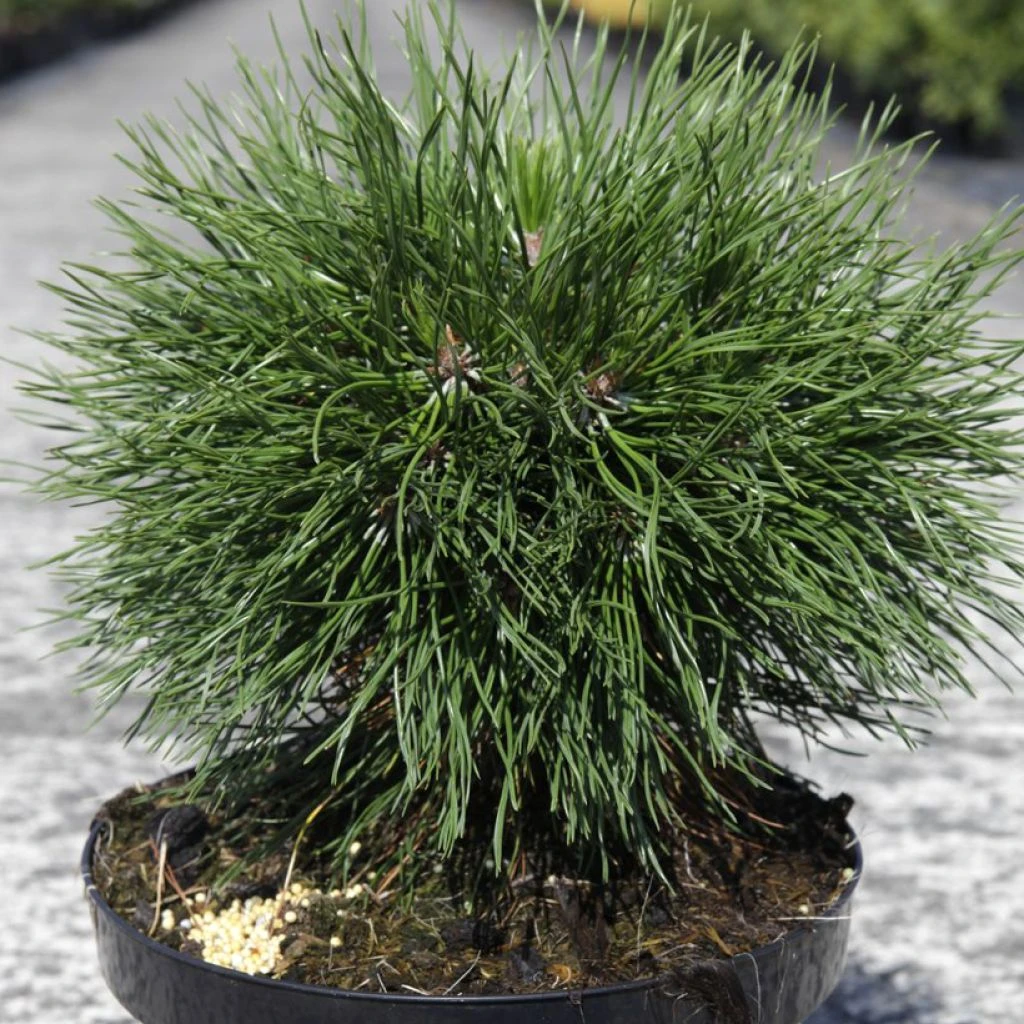 Pin De Montagne - Pinus Mugo Varella 3 Pin De Montagne - Pinus Mugo Varella