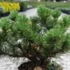 Pin De Montagne - Pinus Mugo Carsten's Wintergold -Promesse de fleurs Magasin Pin de montagne pinus mugo Carsten s Wintergold IF 1007872 1