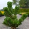 Pin Noir - Pinus Nigra Oregon Green -Promesse de fleurs Magasin Pin noir Pinus nigra Oregon Green IF 1001662 1
