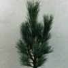 Pin Cembro Nain - Pinus Cembra Compacta Glauca 2 Pin Cembro Nain - Pinus Cembra Compacta Glauca -Promesse de fleurs Magasin Pinus cembra Compacta Glauca 721002 1