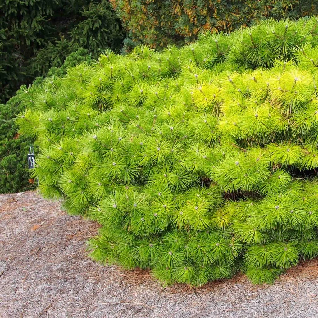 Pinus Densiflora Jane Kluis - Pin Rouge Du Japon 3 Pinus Densiflora Jane Kluis - Pin Rouge Du Japon