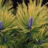Pinus Mugo Golden Glow - Pin De Montagne -Promesse de fleurs Magasin Pinus mugo Golden Glow 726002 1