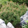Pinus Mugo Mops - Pin De Montagne 1 Pinus Mugo Mops - Pin De Montagne -Promesse de fleurs Magasin Pinus mugo Mops 0730002 1 1