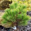 Pinus Mugo Winter Gold - Pin De Montagne Nain Doré -Promesse de fleurs Magasin Pinus mugo Winter Gold 88956 1
