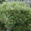Pinus Nigra Agnes Brégeon - Pin Noir 1 Pinus Nigra Agnes Brégeon - Pin Noir -Promesse de fleurs Magasin Pinus nigra Agnes Bregeon Pin noir V 1007931 1