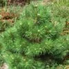 Pin Noir Nain - Pinus Nigra Nana 1 Pin Noir Nain - Pinus Nigra Nana -Promesse de fleurs Magasin Pinus nigra Nana 1002772 1