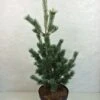 Pinus Parviflora Azumi Goye - Pin Blanc Du Japon -Promesse de fleurs Magasin Pinus parviflora Azumi Goye 736002 1