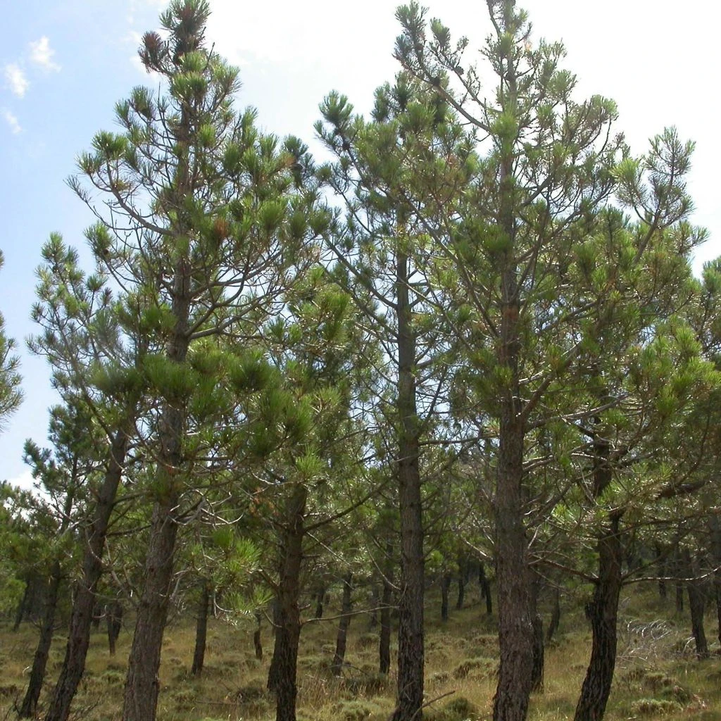 Pinus Pinaster - Pin Maritime 3 Pinus Pinaster - Pin Maritime