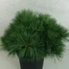 Pin De Weymouth - Pinus Strobus Ontario -Promesse de fleurs Magasin Pinus strobus Ontario 747002 1