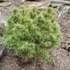 Pin Weymouth - Pinus Strobus Tiny Kurls 2 Pin Weymouth - Pinus Strobus Tiny Kurls -Promesse de fleurs Magasin Pinus strobus Tiny Kurls V 1007971 1