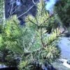 Pin Sylvestre Nain - Pinus Sylvestris Doone Valley -Promesse de fleurs Magasin Pinus sylvestris Doone Valley 0751002 1