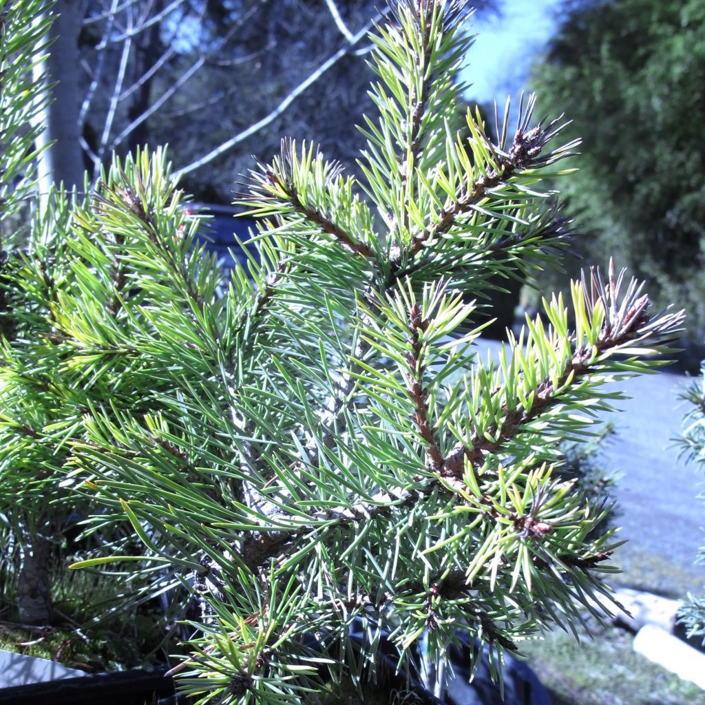 Pin Sylvestre Nain - Pinus Sylvestris Doone Valley 3 Pin Sylvestre Nain - Pinus Sylvestris Doone Valley