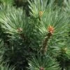 Pinus Sylvestris Watereri - Pin Sylvestre 2 Pinus Sylvestris Watereri - Pin Sylvestre -Promesse de fleurs Magasin Pinus sylvestris Watereri 84210 1