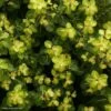 Pittosporum Tenuifolium Abbotsbury Gold 2 Pittosporum Tenuifolium Abbotsbury Gold -Promesse de fleurs Magasin Pittosporum Abbotsbury Gold 82802 1 1