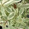 Pittosporum Eugenoides Variegatum 2 Pittosporum Eugenoides Variegatum -Promesse de fleurs Magasin Pittosporum eugenoides Variegatum Bois citron panache IF 18005 1