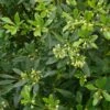 Pittosporum Heterophyllum - Oranger De Chine 1 Pittosporum Heterophyllum - Oranger De Chine -Promesse de fleurs Magasin Pittosporum heterophyllum 83439 1
