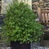 Pittosporum Tenuifolium Emerald Dome -Promesse de fleurs Magasin Pittosporum tenuifolium Emerald Dome 82801 1 1