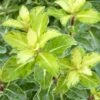 Pittosporum Tenuifolium Gold Star 1 Pittosporum Tenuifolium Gold Star -Promesse de fleurs Magasin Pittosporum tenuifolium Gold Star 100800 1