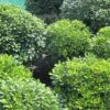 Pittosporum Tobira Nanum 2 Pittosporum Tobira Nanum -Promesse de fleurs Magasin Pittosporum tobira Nanum 781511 1