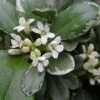 Pittosporum Tobira Variegatum -Promesse de fleurs Magasin Pittosporum tobira Variegatum 8897011 1