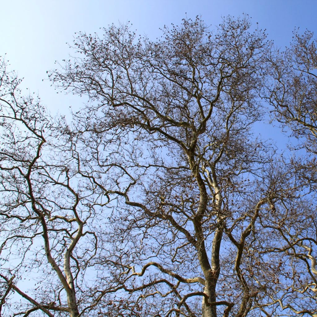 Platanus Acerifolia - Platane Commun, à Feuilles D'érable 3 Platanus Acerifolia - Platane Commun, à Feuilles D'érable