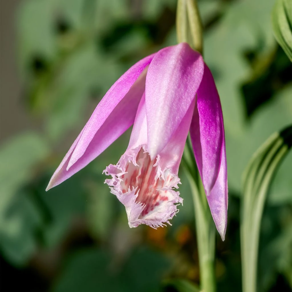 Pleione Formosana - Orchidée De Formose Terrestre 3 Pleione Formosana - Orchidée De Formose Terrestre