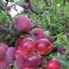 Pluot Pink Candy - Prunus Pluot -Promesse de fleurs Magasin PluotPink Candy 78217 1