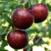Pluot Purple Candy - Prunus Pluot -Promesse de fleurs Magasin PluotPurple Candy 79221 1