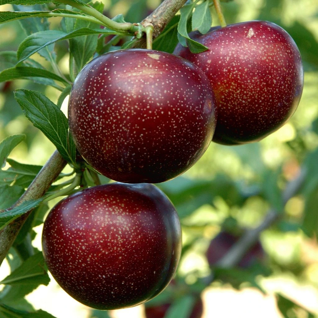 Pluot Purple Candy - Prunus Pluot 3 Pluot Purple Candy - Prunus Pluot
