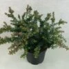 Podocarpus Lawrencii Blue Gem 2 Podocarpus Lawrencii Blue Gem -Promesse de fleurs Magasin Podocarpus lawrencii Blue Gem 755002 1