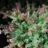 Podocarpus Lawrencii Red Tip -Promesse de fleurs Magasin Podocarpus lawrencii Red Tip copyright 1001681 1