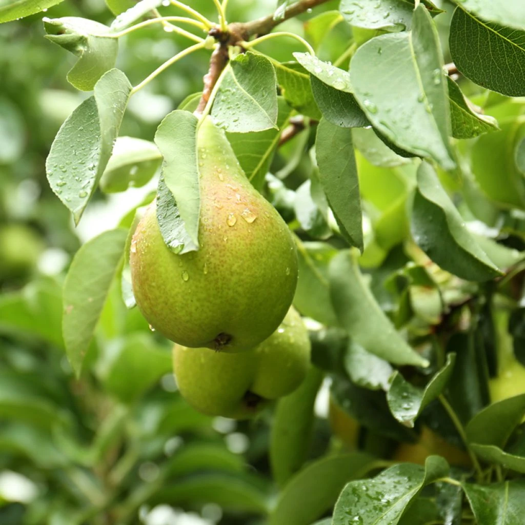 Poirier Curé Ou Poire Du Curé Bio 3 Poirier Curé Ou Poire Du Curé Bio