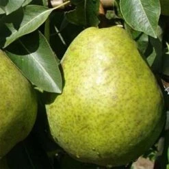 Poirier Duchesse D'Angouleme