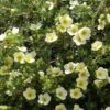Potentille Arbustive - Potentilla Fruticosa Creamissima -Promesse de fleurs Magasin Potentilla fruticosa Creamissima V 1008051 1