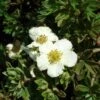 Potentilla Fruticosa Tilford Cream- Potentille Arbustive -Promesse de fleurs Magasin Potentille arbustive Potentilla fruticosa Tilford Cream copyright 1001711 2