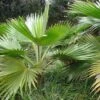 Pritchardia Hillebrandii - Palmier D'Hawaï -Promesse de fleurs Magasin Pritchardia hillebrandii 89926 1