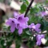 Prostanthera Rotundifolia - Menthe Australienne -Promesse de fleurs Magasin Prostanthera rotundifolia 83441 1