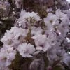 Prunus Serrulata Amanogawa -Promesse de fleurs Magasin Prunus Amanogawa 781794 1