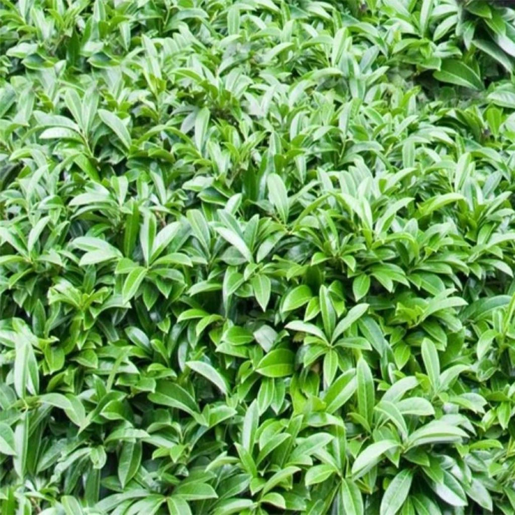 Laurier-Cerise - Prunus Laurocerasus Mount Vernon 3 Laurier-Cerise - Prunus Laurocerasus Mount Vernon