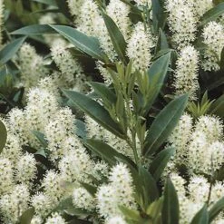 Laurier Cerise Zabeliana - Prunus Laurocerasus