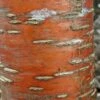 Prunus Maackii Amber Beauty - Cerisier De Mandchourie -Promesse de fleurs Magasin Prunus maackii Amber Beauty 87317 1