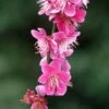 Prunus Mume Beni Chidori - Abricotier Du Japon -Promesse de fleurs Magasin Prunus mume Beni Chidori 87644 1