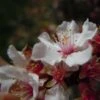 Ragouminier - Prunus Tomentosa -Promesse de fleurs Magasin Prunus tomentosa 84234 1